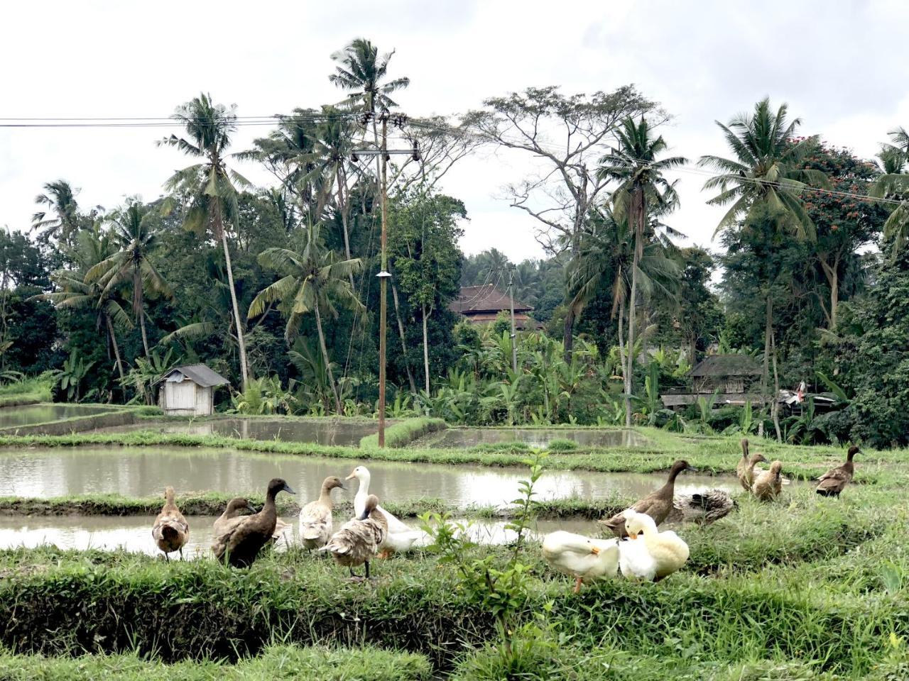 Neyang * Ubud